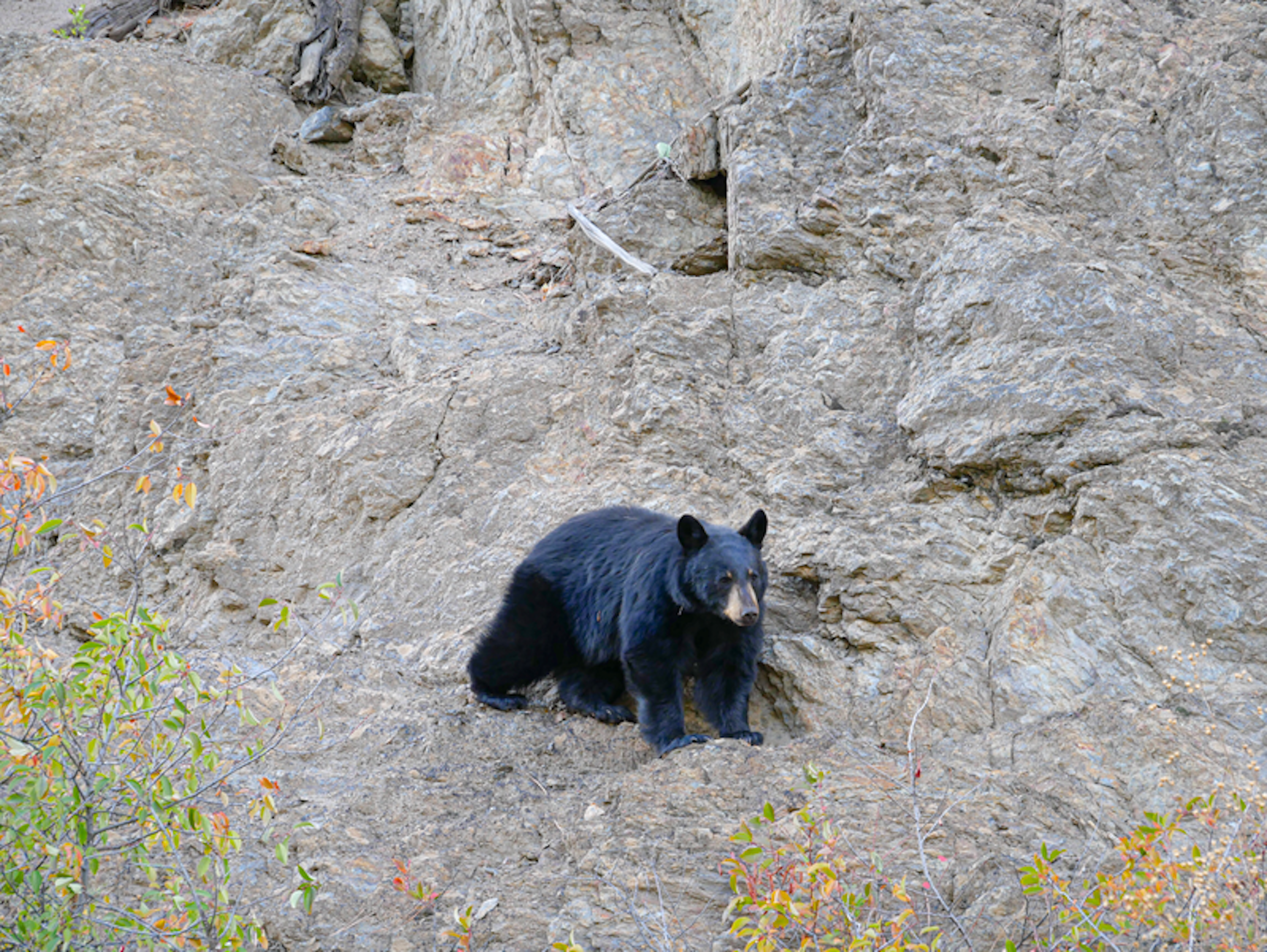 Black Bear B.C. Canada